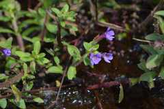 Limnophila aromatica